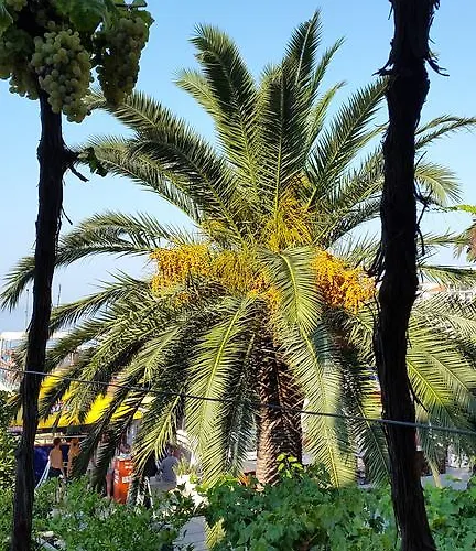 Zorko Appartement Podgora (Split-Dalmatia)